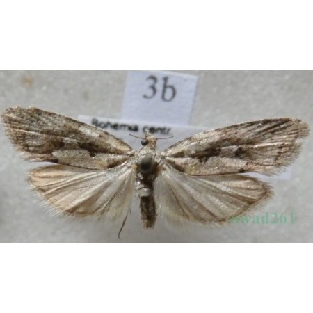 Cnephasia stephensiana (Doubleday, 1849) Czech3b